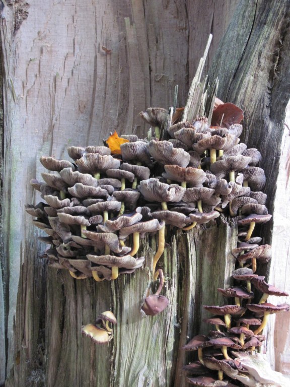 Renske Cramers foto van paddenstoelen op Renske Cramer Creatief.nl